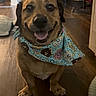 accessory, animal, bandana, brown_dog, canine, clothing, cute, dog, domestic_animal, friendly, fur, happy, household, indoor, pet, portrait, sitting, smiling, tongue_out, wooden_floor