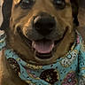 animal, bandana, brown_fur, canine, close_up, companion, cute, dog, domestic_animal, donut_pattern, ears, face, friendly, happy, indoor, looking_at_camera, pet, portrait, smiling, tongue