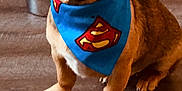 Soyer is registered to the contest to win money with this photo: dog, puppy, bandana, superman, pet, indoor, floor, brown, cute, animal, canine, ears, collar, looking_up, young, sitting, domestic, friendly, companion, adorable