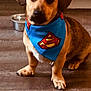 dog, puppy, bandana, superman, pet, indoor, floor, brown, cute, animal, canine, ears, collar, looking_up, young, sitting, domestic, friendly, companion, adorable