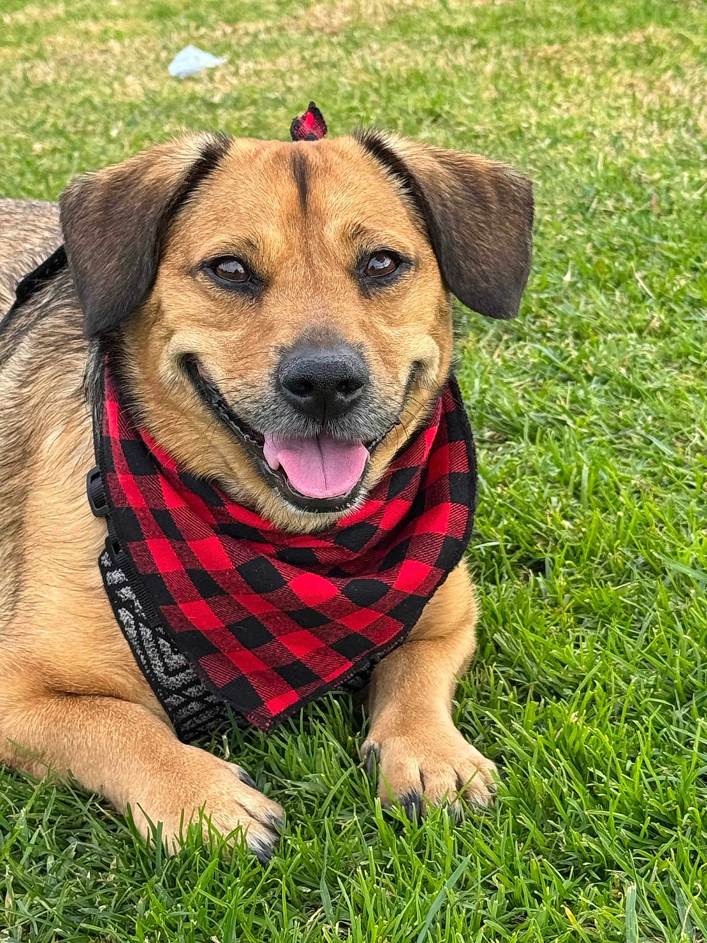 Soyer is registered to the contest to win money with this photo: dog, bandana, red, black, checkered, grass, outdoor, smiling, happy, pet, canine, fur, ears, tongue, paws, nature, closeup, animal, friendly, cute