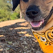 Soyer joined the competition — help win amazing prizes! dog, close_up, yellow_bandana, tongue_out, happy, outdoor, nature, wood_chips, sunny, pet, canine, fur, ears, snout, portrait, animal, daylight, smiling, friendly, playful