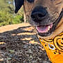 dog, close_up, yellow_bandana, tongue_out, happy, outdoor, nature, wood_chips, sunny, pet, canine, fur, ears, snout, portrait, animal, daylight, smiling, friendly, playful