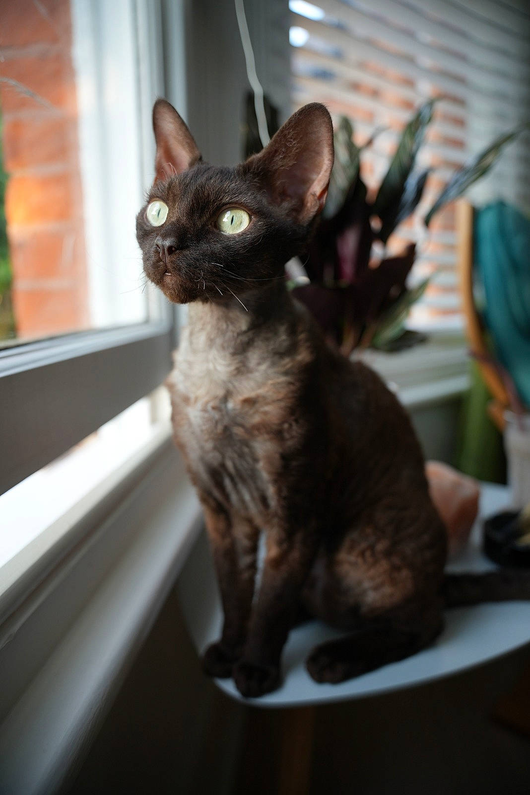 Marley is registered to the contest to win money with this photo: black_cat, carnivore, cat, claw, devon_rex, domestic_short_haired_cat, ear, fawn, felidae, fur, havana_brown, plant, rex_cat, small_to_medium_sized_cats, snout, table, tail, terrestrial_animal, whiskers, window