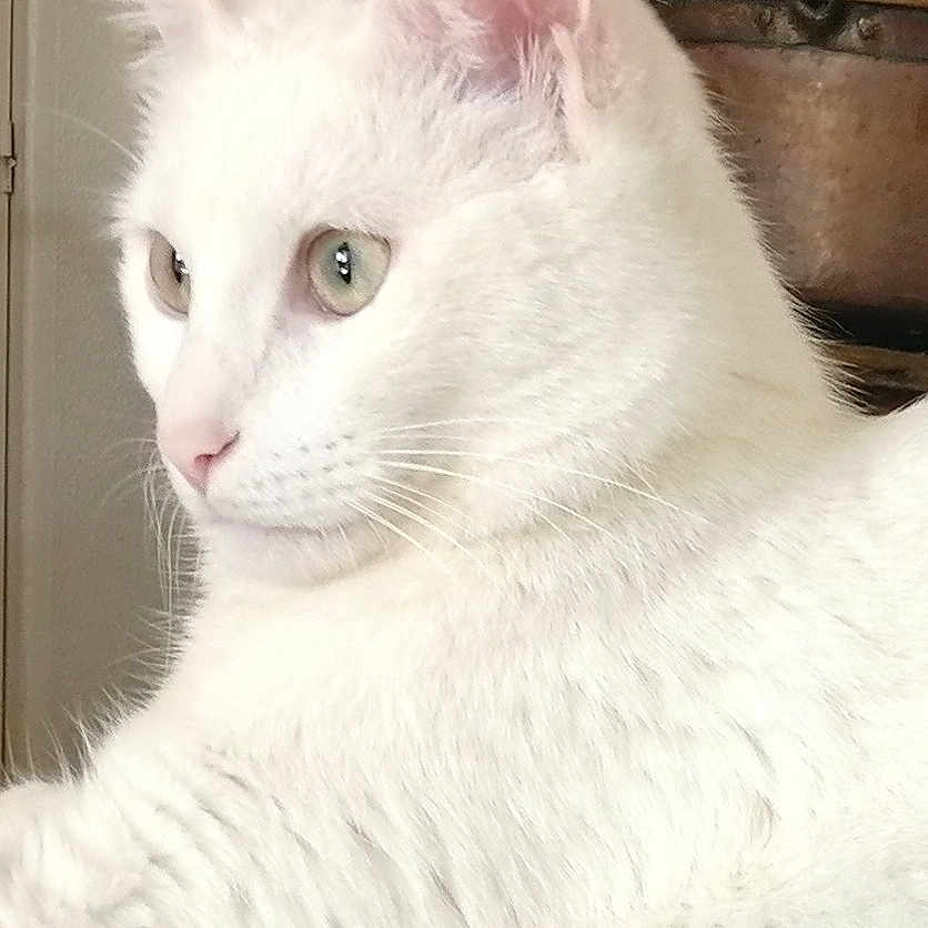 Yumi