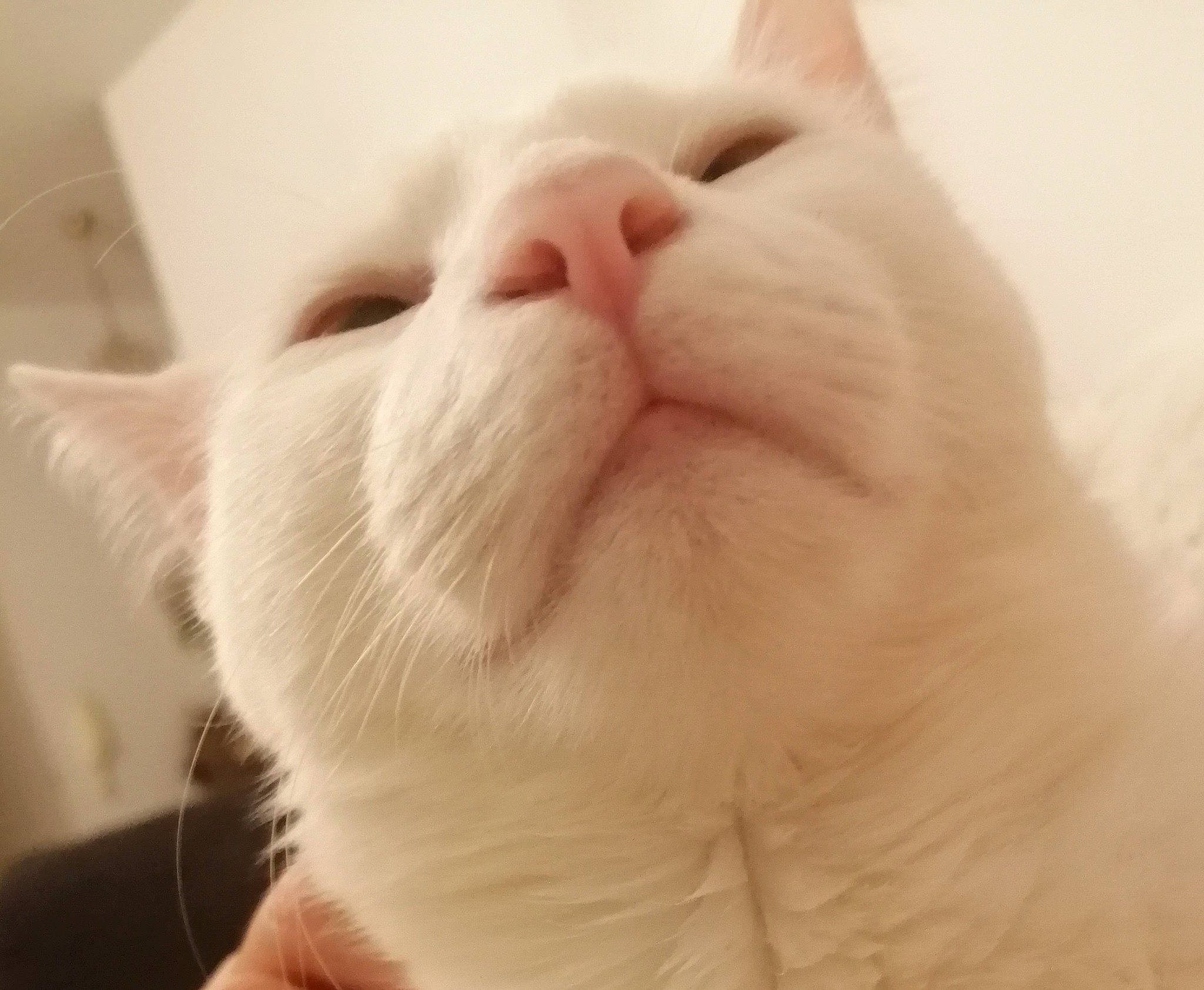 Yumi participe au concours pour gagner de l'argent avec cette photo : carnivore, cat, claw, comfort, domestic_short_haired_cat, ear, fawn, felidae, foot, fur, gesture, paw, small_to_medium_sized_cats, snout, tail, terrestrial_animal, whiskers