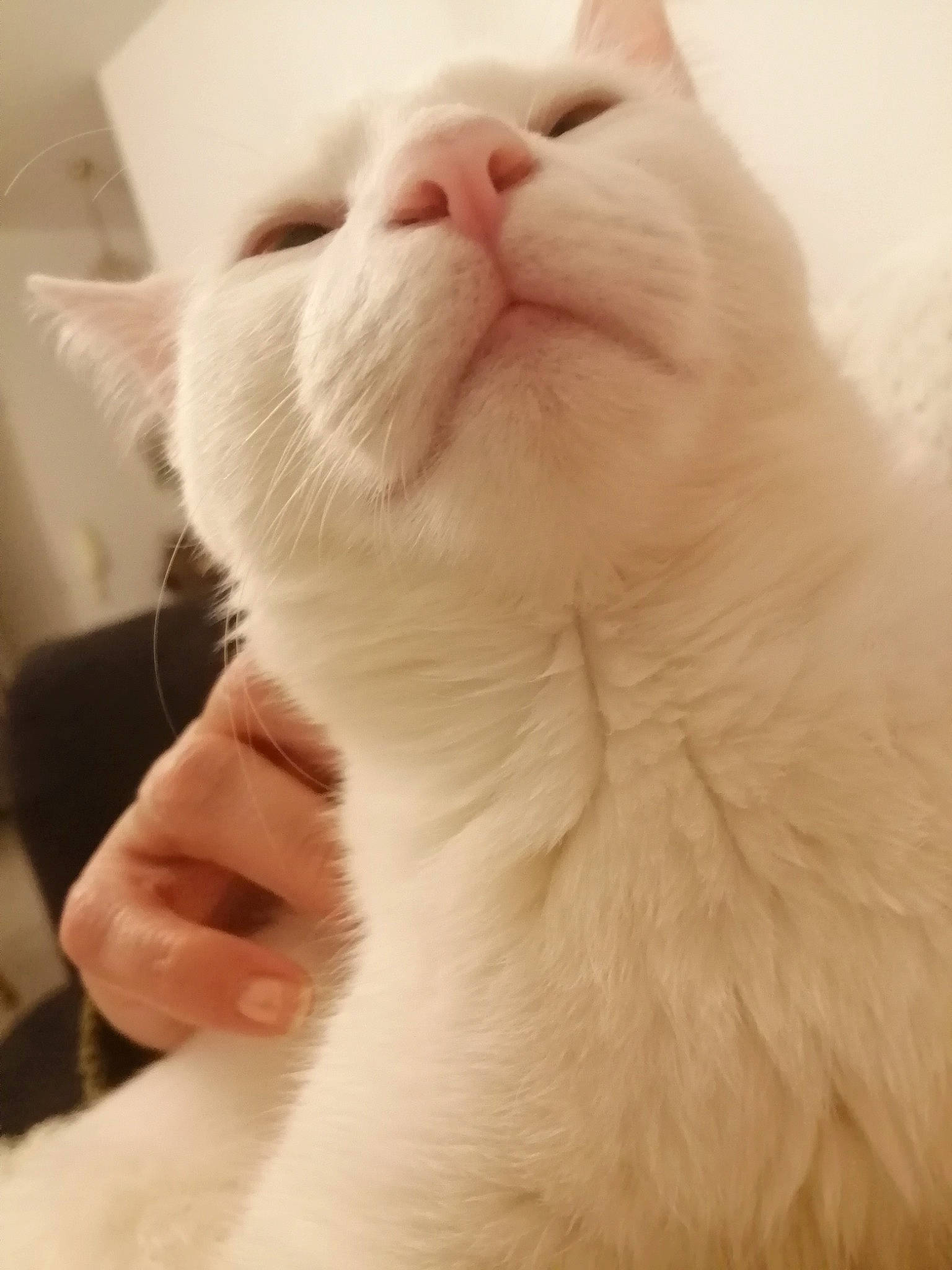 Yumi a rejoint le concours — aidez-le/la à gagner de superbes lots ! carnivore, cat, claw, comfort, domestic_short_haired_cat, ear, fawn, felidae, foot, fur, gesture, nail, paw, small_to_medium_sized_cats, snout, tail, terrestrial_animal, whiskers