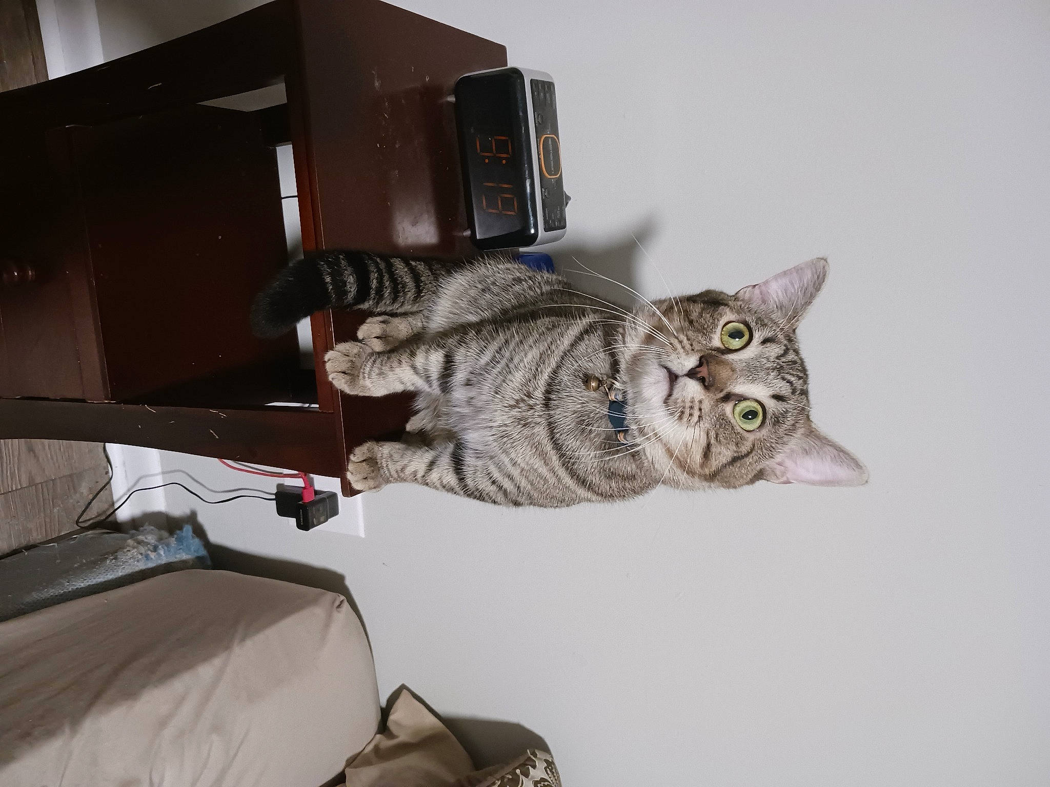 Hawk joined the competition — help win amazing prizes! bookcase, carnivore, cat, chair, comfort, domestic_short_haired_cat, felidae, fur, grey, machine, room, shelf, shelving, small_to_medium_sized_cats, tail, whiskers, wood