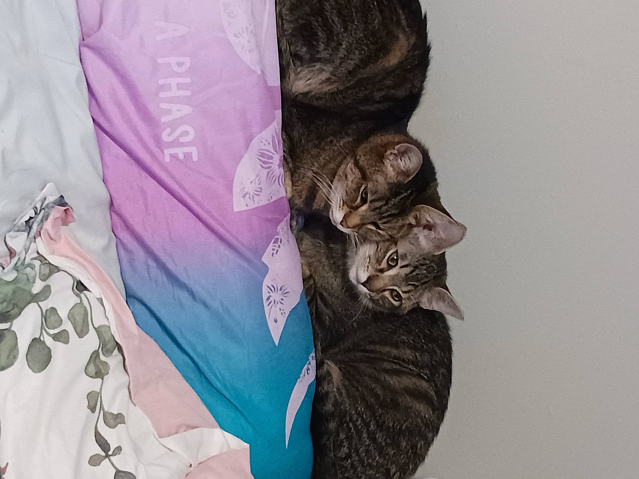 Hawk is registered to the contest to win money with this photo: bag, carnivore, cat, domestic_short_haired_cat, fashion_accessory, felidae, fur, grey, linens, magenta, neck, outerwear, pattern, sleeve, small_to_medium_sized_cats, tail, textile, top, whiskers