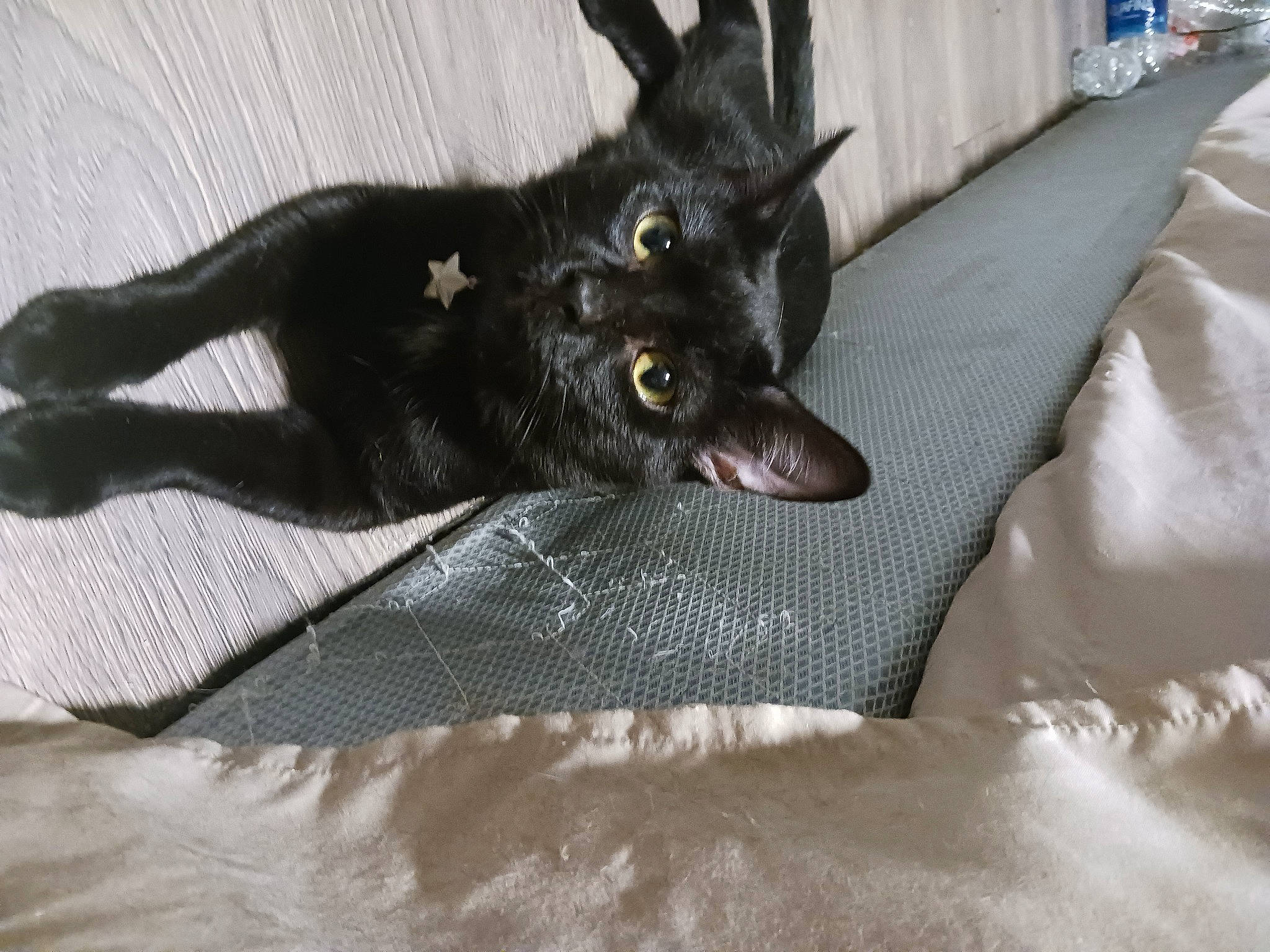 Crow joined the competition — help win amazing prizes! bed, black_cat, bombay, carnivore, cat, claw, comfort, dog_breed, domestic_short_haired_cat, felidae, fur, grey, havana_brown, linens, paw, small_to_medium_sized_cats, tail, terrestrial_animal, whiskers