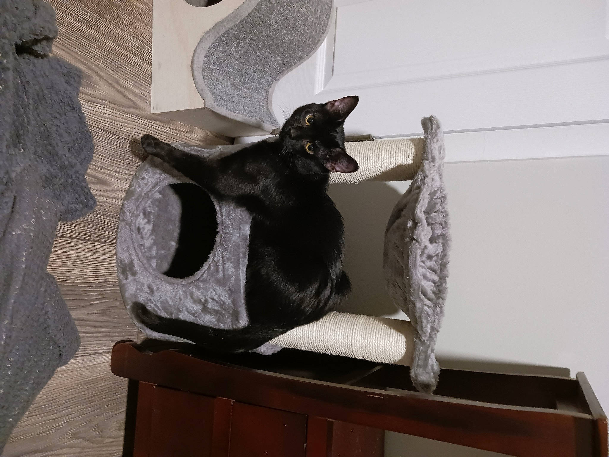 Crow joined the competition — help win amazing prizes! art, black_cat, cabinetry, carnivore, cat, cat_supply, comfort, domestic_short_haired_cat, drawer, felidae, fur, grey, metal, room, sculpture, small_to_medium_sized_cats, table, tail, whiskers, wood