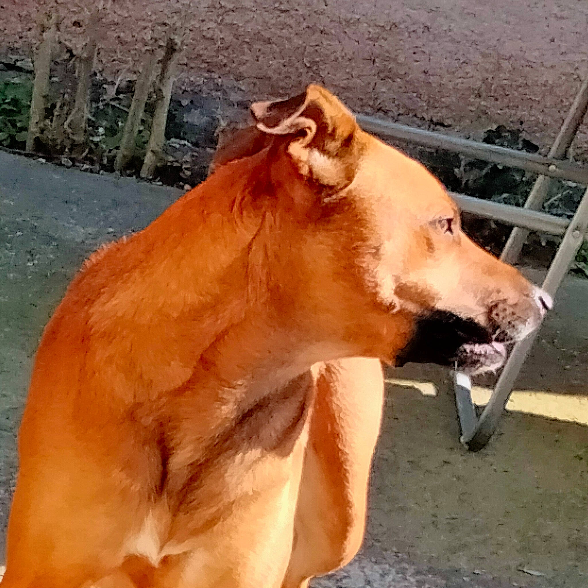 Shiva a rejoint le concours — aidez-le/la à gagner de superbes lots ! big_cats, canidae, carnivore, companion_dog, dog, dog_breed, fawn, felidae, fur, lion, liver, livestock, metal, sporting_group, street_dog, tail, terrestrial_animal, whiskers, wood, working_animal