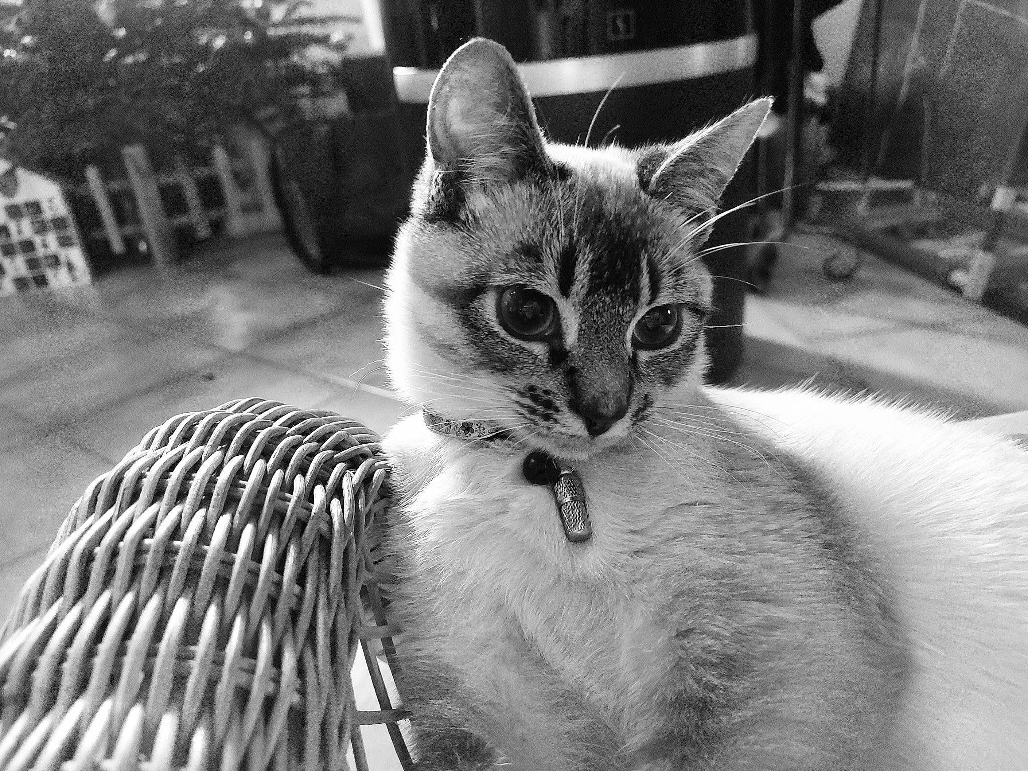 Tiga a rejoint le concours — aidez-le/la à gagner de superbes lots ! black_and_white, carnivore, cat, close_up, domestic_short_haired_cat, eye, felidae, fur, grey, monochrome, monochrome_photography, pet_supply, sitting, small_to_medium_sized_cats, snout, style, tail, whiskers, white, wildlife