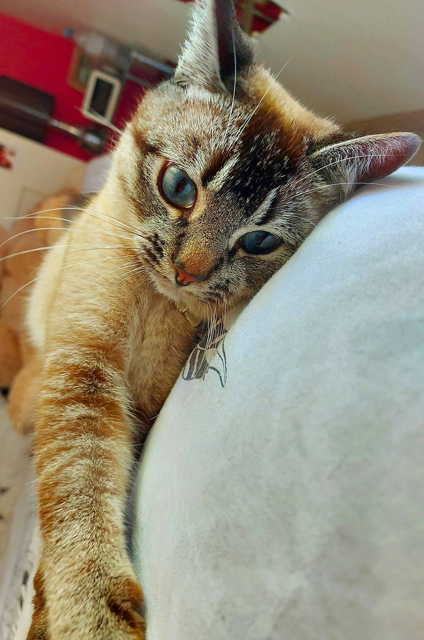 Tiga participe au concours pour gagner de l'argent avec cette photo : carnivore, cat, cat_supply, claw, comfort, domestic_short_haired_cat, ear, fawn, felidae, fur, gesture, nap, paw, sleep, small_to_medium_sized_cats, snout, terrestrial_animal, whiskers, wildlife