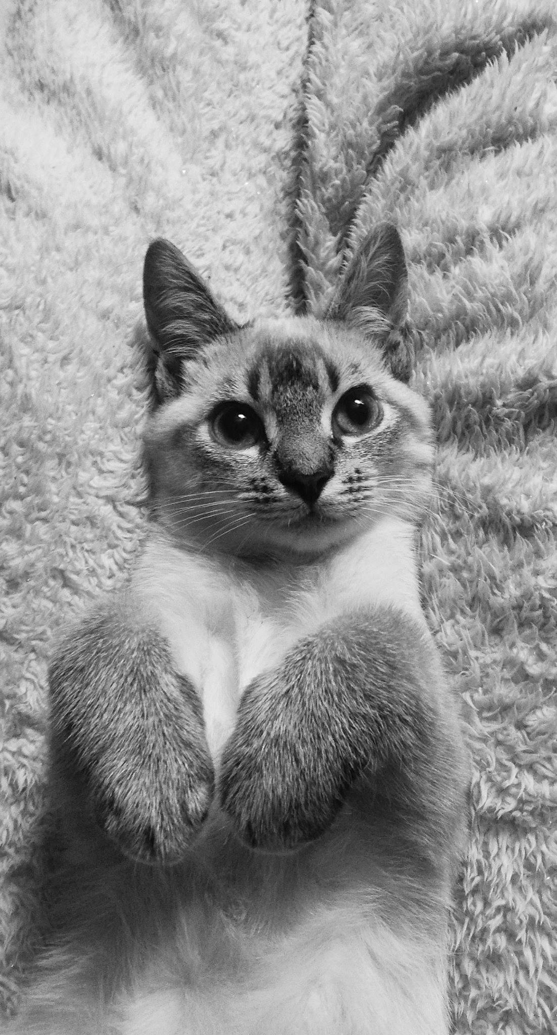 Tiga a rejoint le concours — aidez-le/la à gagner de superbes lots ! black_and_white, carnivore, cat, close_up, domestic_short_haired_cat, felidae, fur, grey, history, iris, monochrome, monochrome_photography, small_to_medium_sized_cats, snout, stock_photography, style, terrestrial_animal, whiskers, wildlife, window