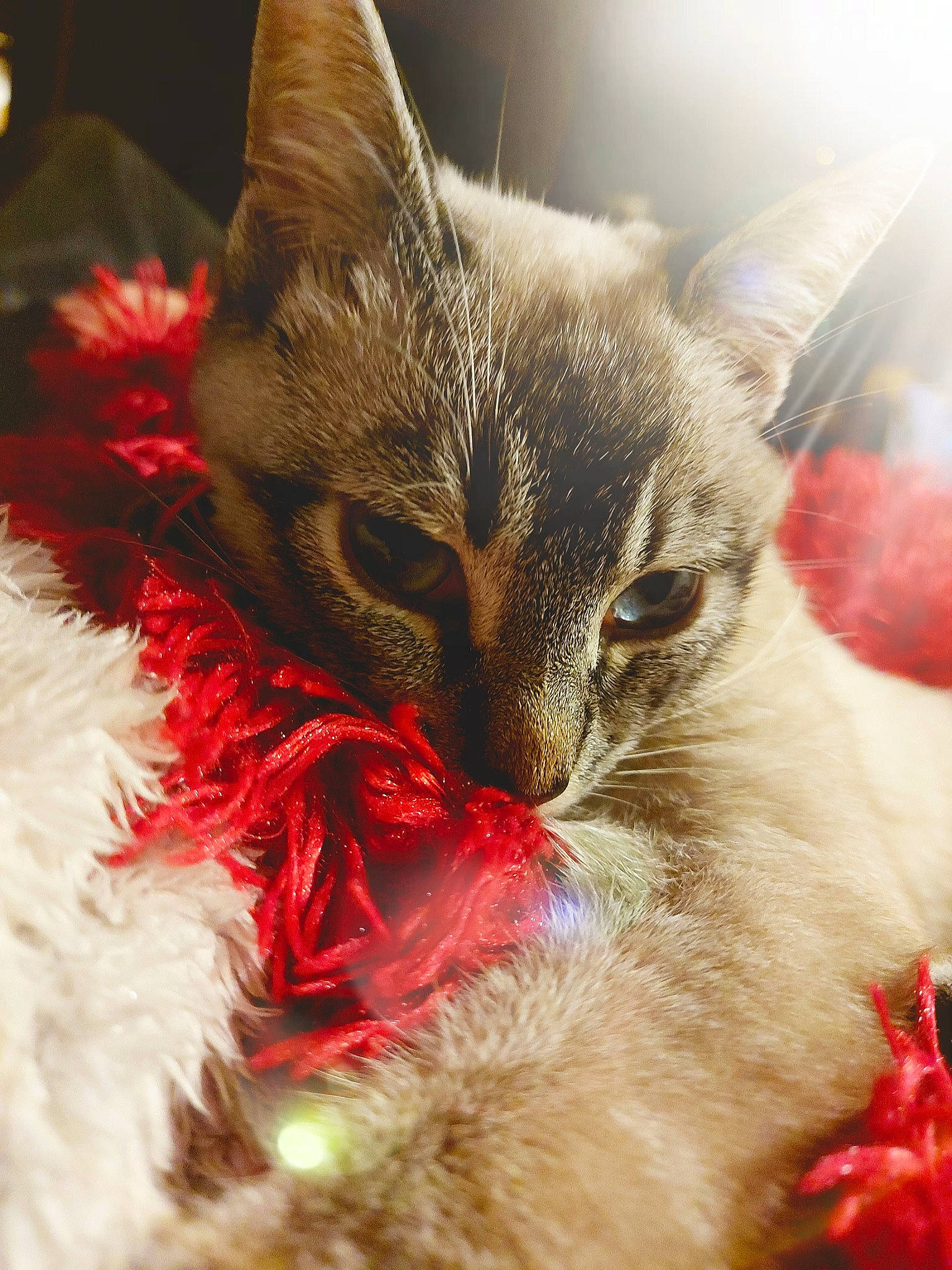 Tiga participe au concours pour gagner de l'argent avec cette photo : carnivore, cat, cat_bed, cat_supply, christmas, claw, domestic_short_haired_cat, event, fawn, felidae, fur, holiday, paw, red, small_to_medium_sized_cats, snout, tail, tree, whiskers, window