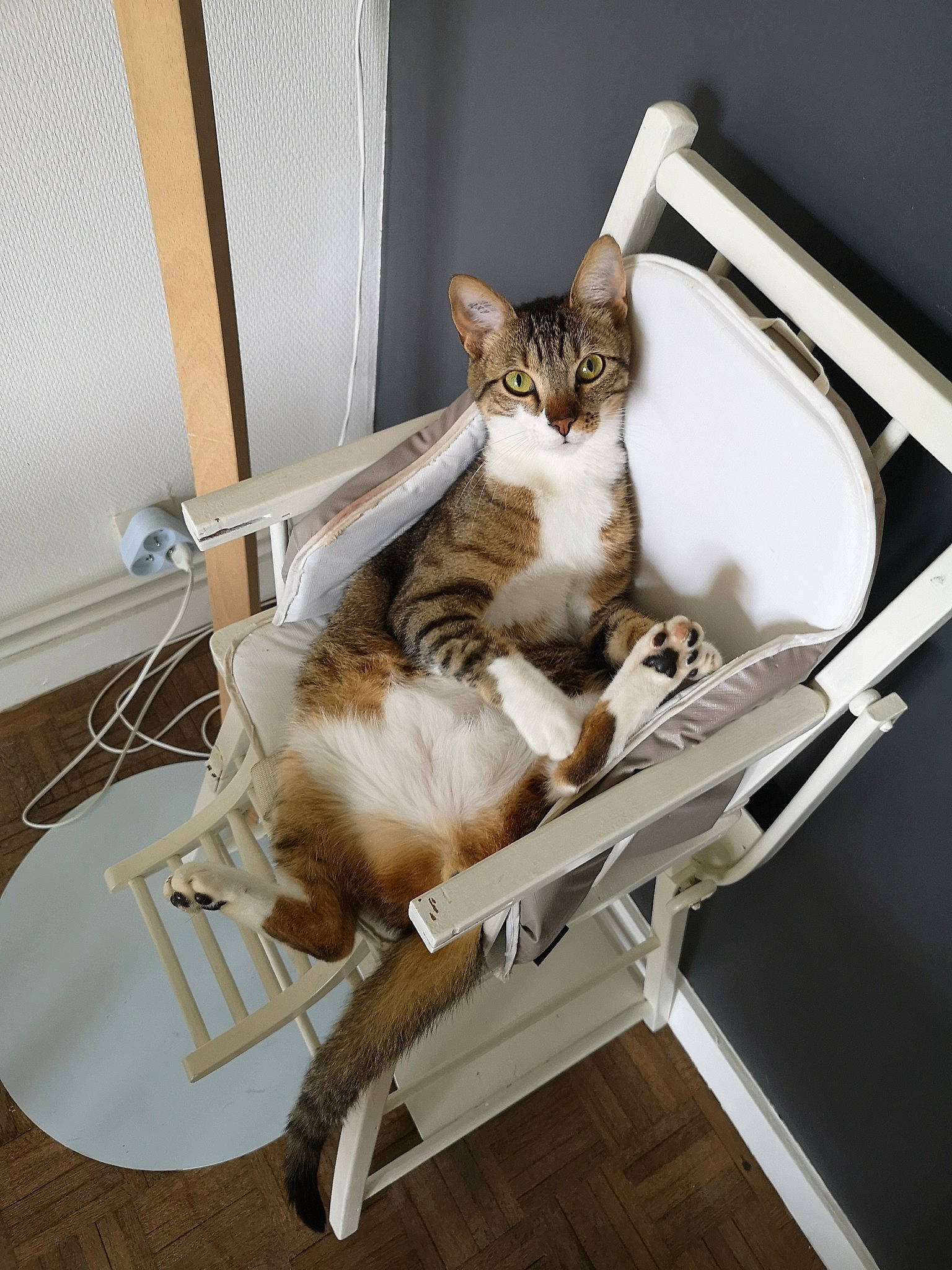 Mimi participe au concours pour gagner de l'argent avec cette photo : american_shorthair, asian, carnivore, cat, chair, domestic_short_haired_cat, european_shorthair, felidae, furniture, kitten, maine_coon, norwegian_forest_cat, sitting, small_to_medium_sized_cats, tabby_cat, table, tail, whiskers