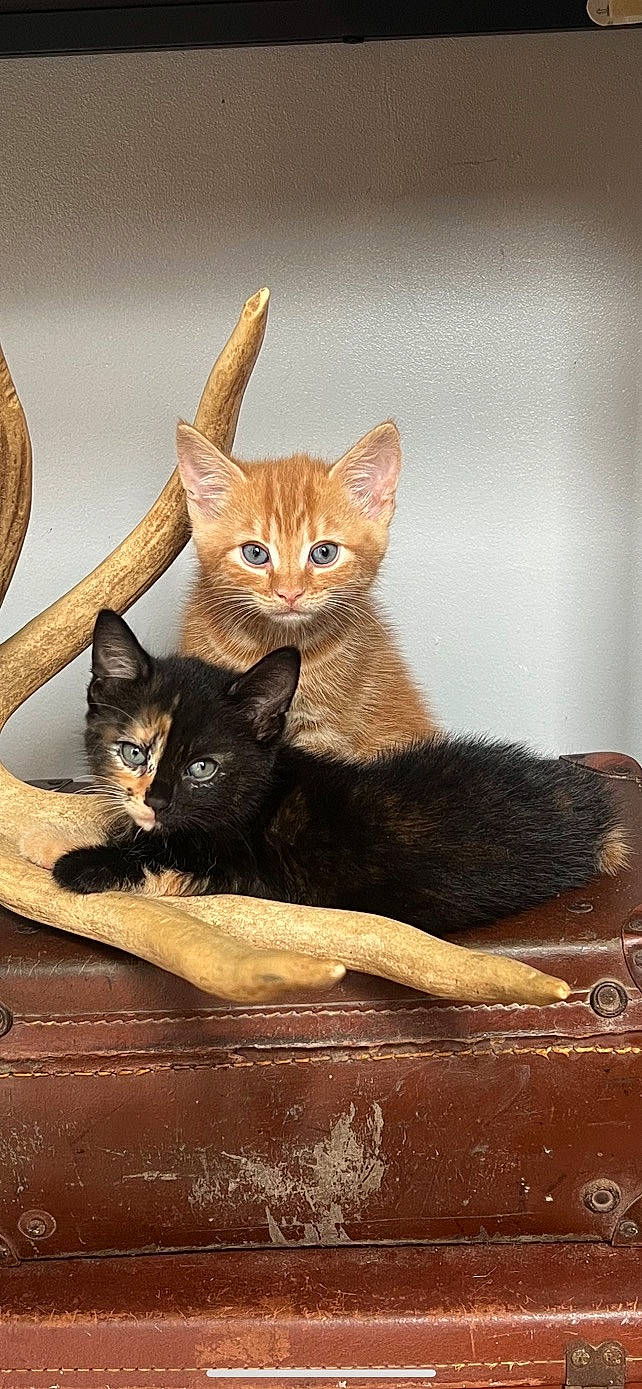 Astrid is registered to the contest to win money with this photo: art, carnivore, cat, cat_supply, domestic_short_haired_cat, fawn, felidae, fur, paw, pet_supply, serveware, sitting, small_to_medium_sized_cats, snout, tail, terrestrial_animal, whiskers, window, wood