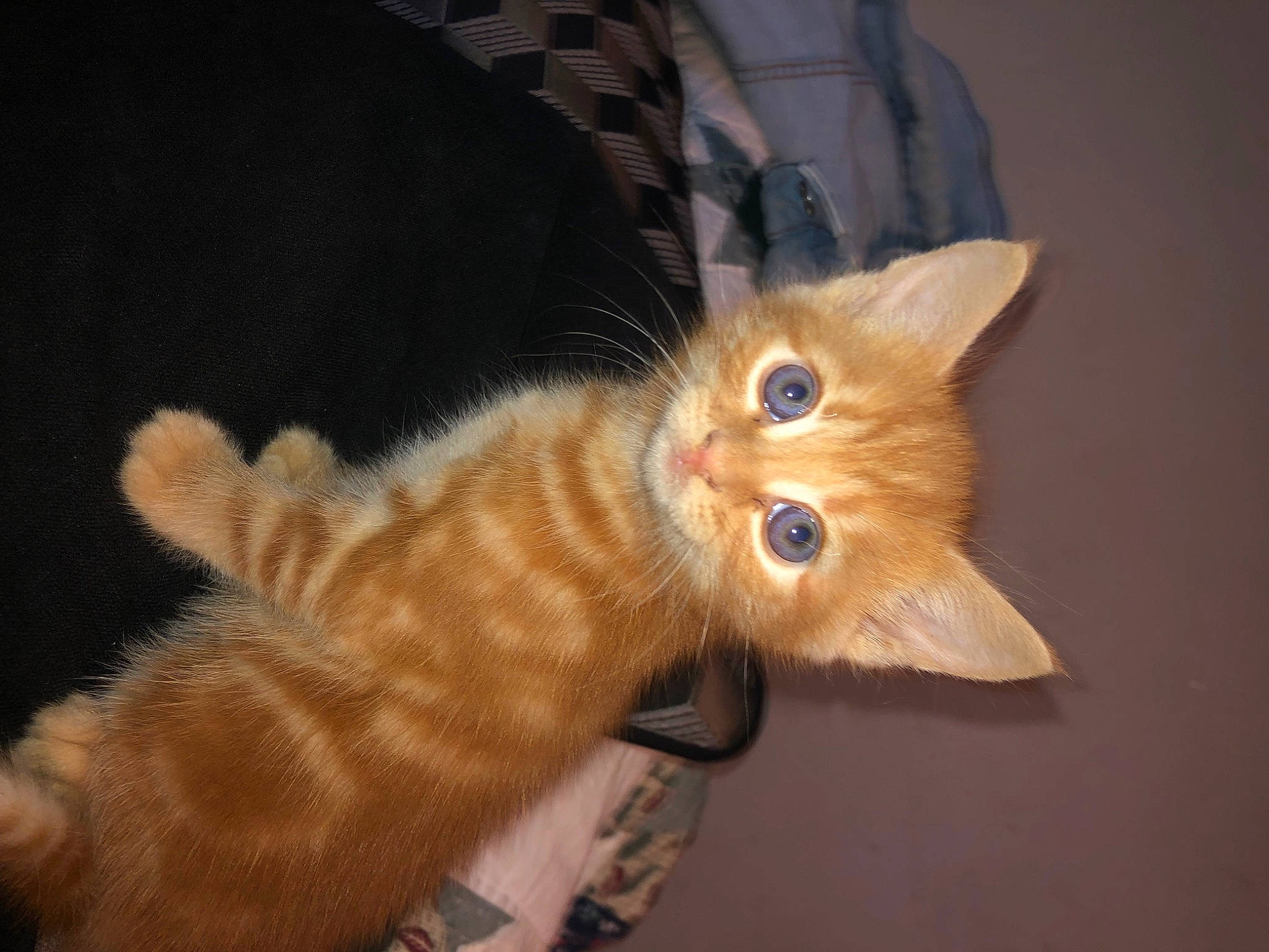 Astrid joined the competition — help win amazing prizes! brown, carnivore, cat, claw, domestic_short_haired_cat, ear, fawn, felidae, fur, paw, small_to_medium_sized_cats, snout, tail, toy, whiskers, wood