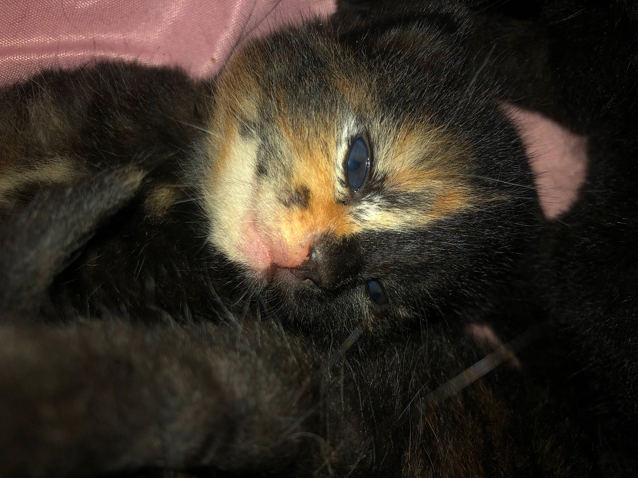 Astrid is registered to the contest to win money with this photo: carnivore, cat, claw, comfort, domestic_short_haired_cat, felidae, fur, nap, paw, sleep, small_to_medium_sized_cats, snout, tail, terrestrial_animal, whiskers, wildlife