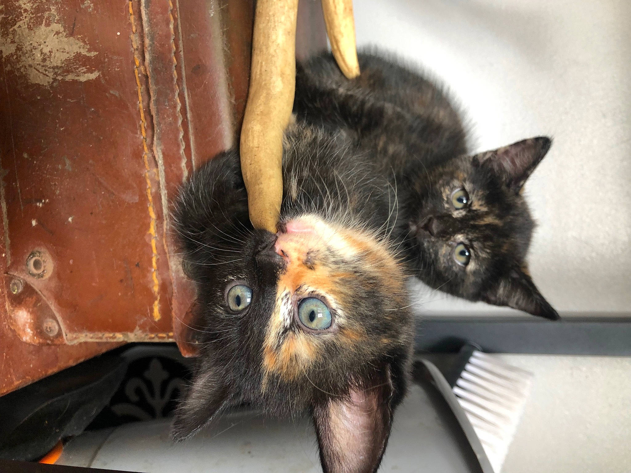 Astrid joined the competition — help win amazing prizes! black_cat, carnivore, cat, claw, domestic_short_haired_cat, ear, felidae, fur, mammal, paw, small_to_medium_sized_cats, snout, tail, terrestrial_animal, vertebrate, whiskers, window