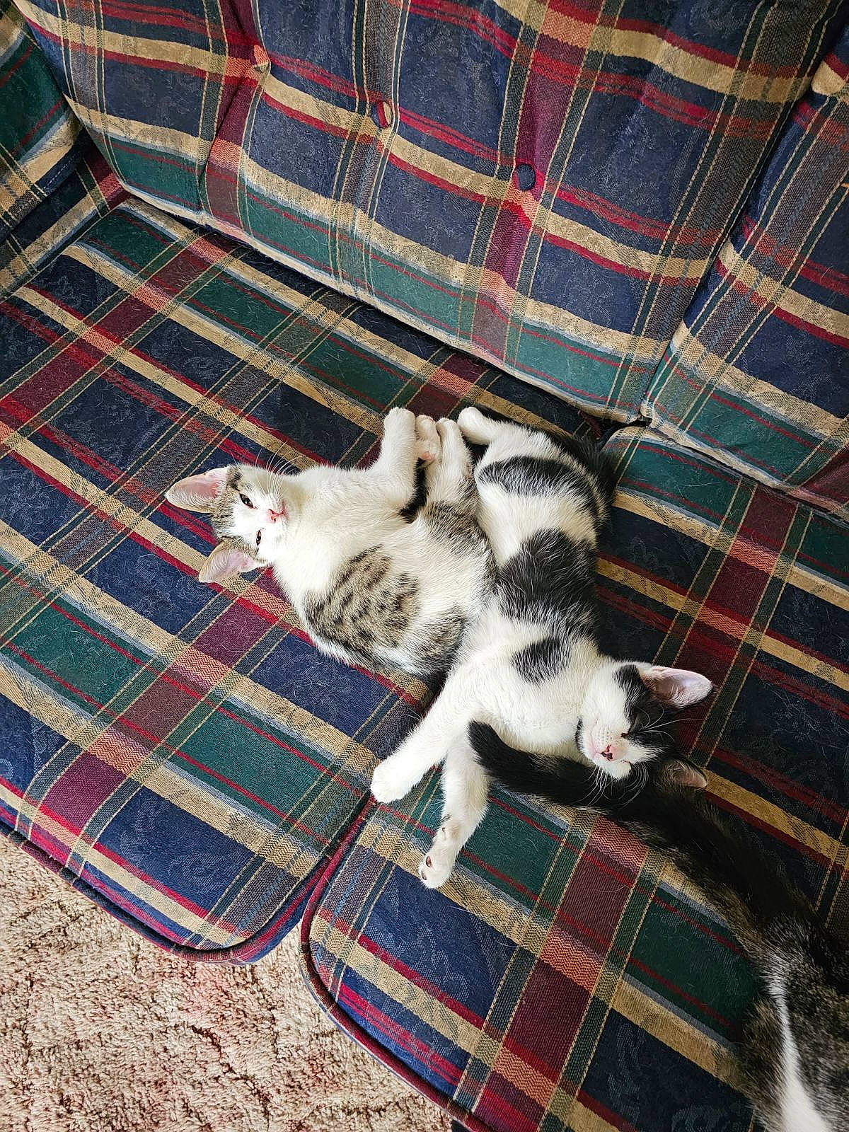 Katniss is registered to the contest to win money with this photo: carnivore, cat, comfort, companion_dog, dog_breed, domestic_short_haired_cat, felidae, flooring, fur, mammal, pattern, pet_supply, plaid, small_to_medium_sized_cats, tail, tartan, textile, vertebrate, whiskers, wood