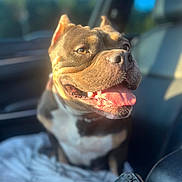 Katana joined the competition — help win amazing prizes! dog, pet, smiling, tongue_out, car_interior, blanket, sunlight, happy, canine, seat, leather, closeup, daylight, domestic_animal, companion, animal_portrait, relaxed, warm_light, indoor, accessory
