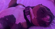 Katana joined the competition — help win amazing prizes! dog, bed, purple_light, collar, sleeping, pet, indoor, relaxed, lying_down, canine, fur, paw, nose, resting, domestic_animal, animal, cute, cozy, comfort, soft