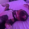 dog, bed, purple_light, collar, sleeping, pet, indoor, relaxed, lying_down, canine, fur, paw, nose, resting, domestic_animal, animal, cute, cozy, comfort, soft