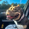 Katana is registered to the contest to win money with this photo: dog, canine, pet, car_interior, collar, sunlight, tongue_out, happy, close_up, brown_fur, black_fur, white_fur, seat, window, blue_sky, trees, daytime, domestic_animal, smiling, portrait