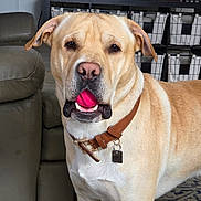 Harley joined the competition — help win amazing prizes! ball, basket, brown_dog, canine, carpet, collar, dog, domestic_animal, fur, furniture, home, indoor, leather_chair, living_room, mouth, pet, photograph, portrait, shelf, toy