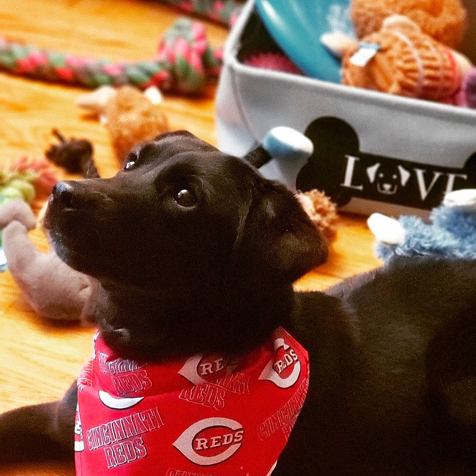 Penelope Lane joined the competition — help win amazing prizes! canidae, carnivore, chocolate, christmas, companion_dog, cool, dachshund, dog, dog_breed, dog_toy, ear, food, french_bulldog, puppy, puppy_love, sporting_group, toy, toy_dog