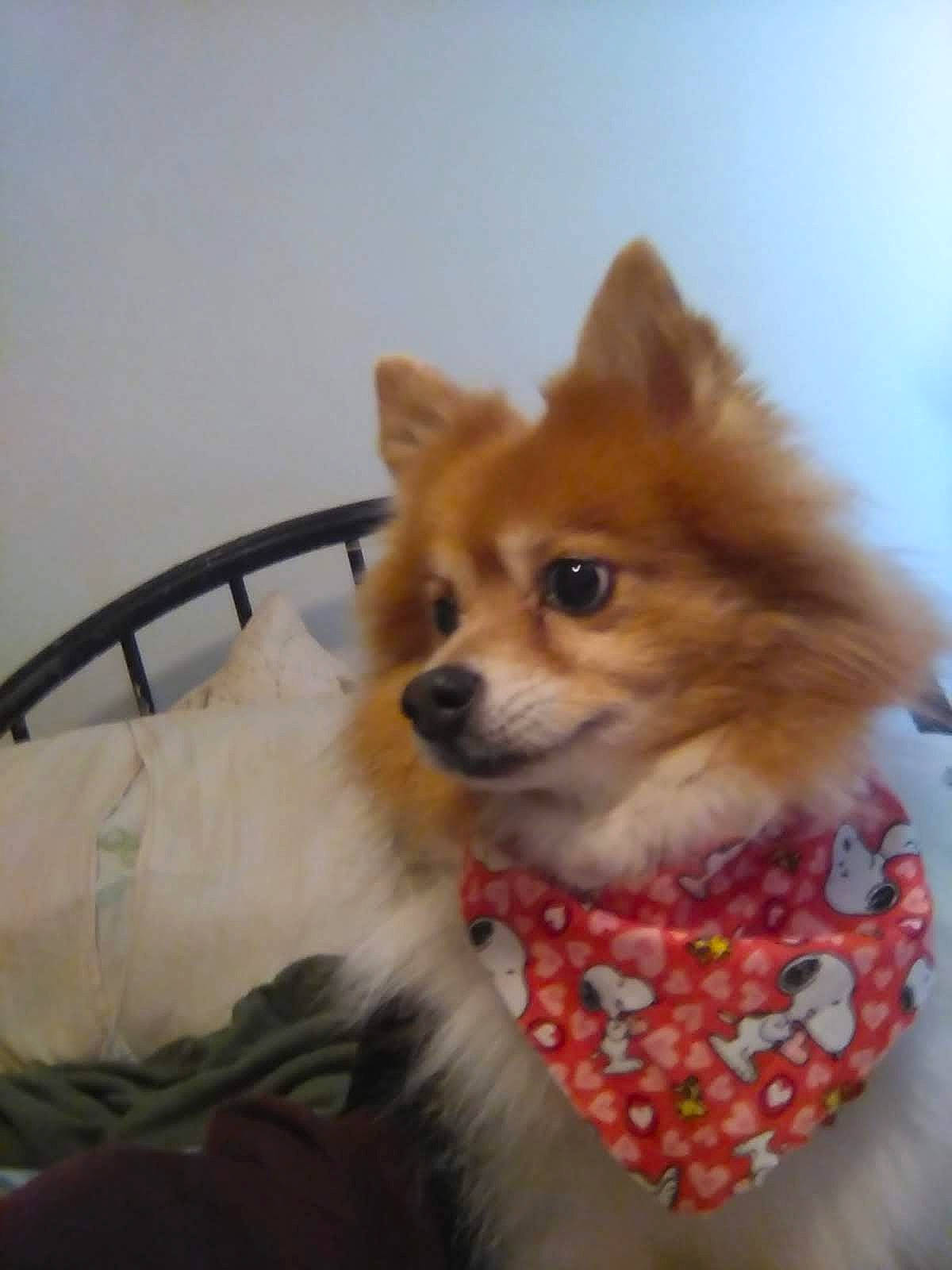 Albear joined the competition — help win amazing prizes! canidae, carnivore, chihuahua, companion_dog, dog, dog_breed, dog_supply, ear, eye, fawn, fur, german_spitz, german_spitz_klein, head, iris, snout, spitz, toy_dog, whiskers, working_animal