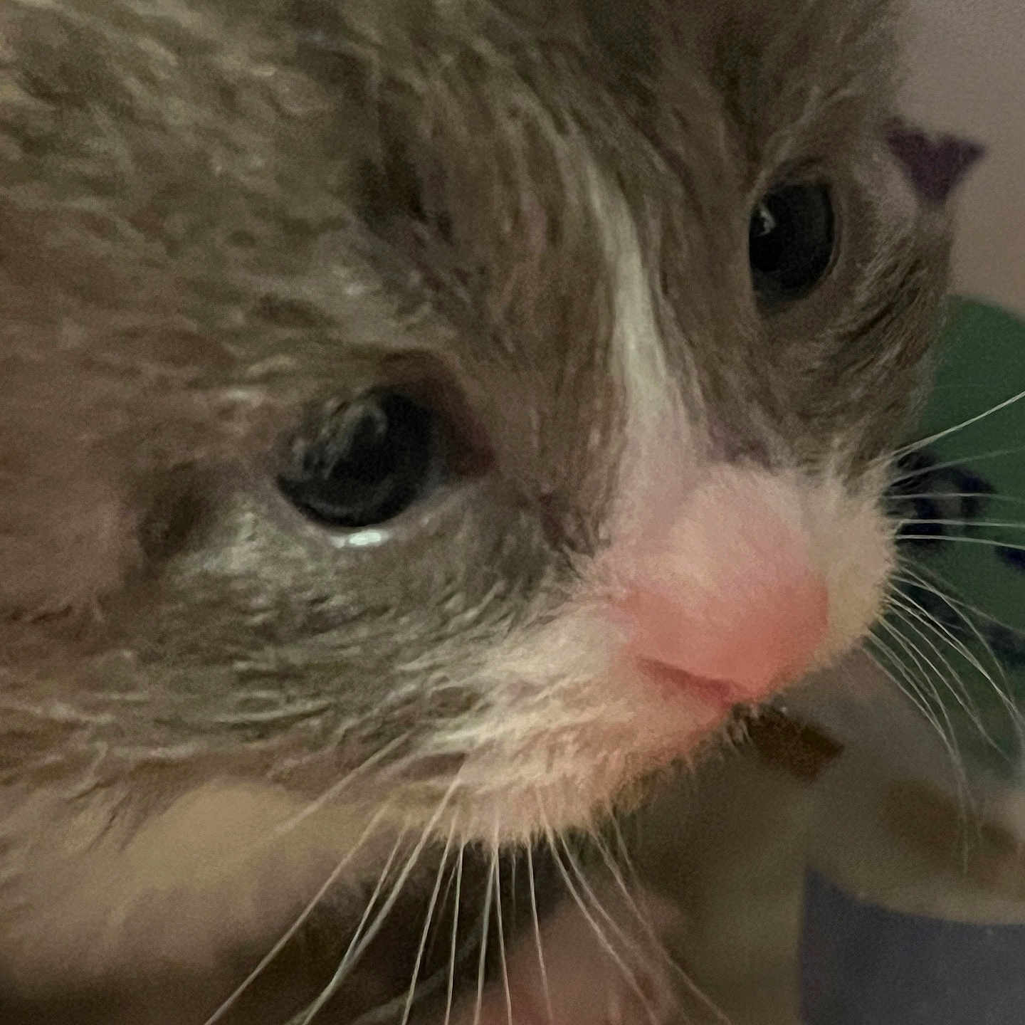 Princess Wisteria is registered to the contest to win money with this photo: animal, cat, close_up, closeup, curious, cute, domestic_cat, eyes, face, feline, fur, indoor, kitten, mammal, pet, pink_nose, portrait, soft, whiskers, young