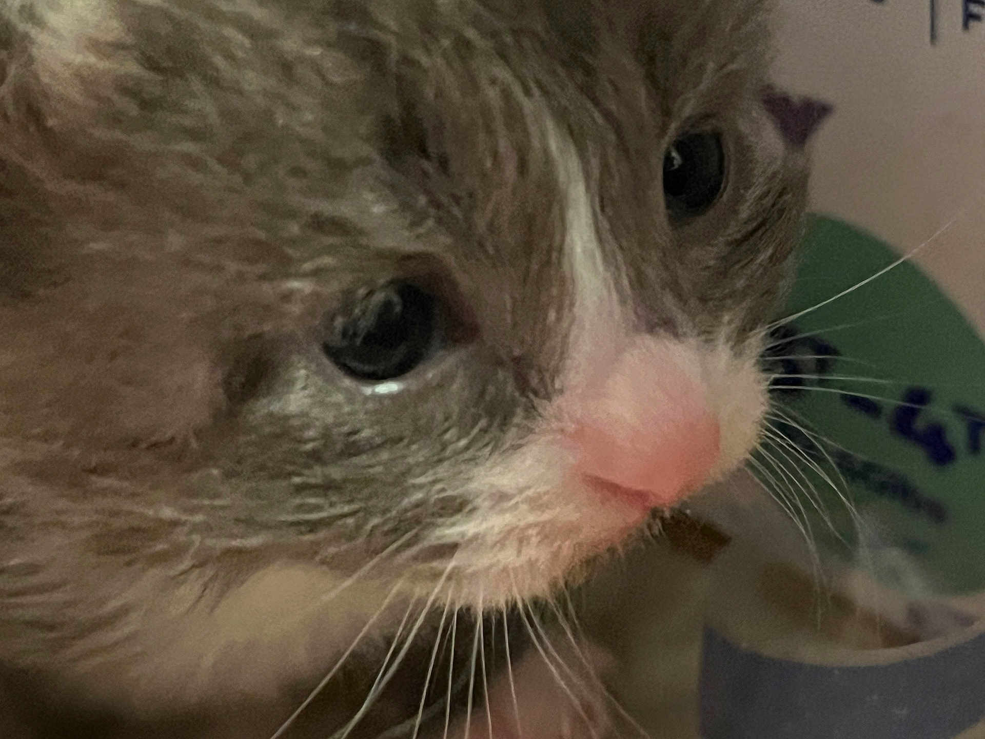 Princess Wisteria is registered to the contest to win money with this photo: kitten, cat, close_up, face, whiskers, pink_nose, eyes, fur, pet, animal, curious, indoor, soft, cute, mammal, young, feline, closeup, portrait, domestic_cat
