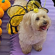 Emilia Vera is registered to the contest to win money with this photo: accessories, adult, animal, bag, ball, canine, dog, football, handbag, male, man, person, pet, poodle, puppy, soccer, soccerball, sport, terrier, whitedog