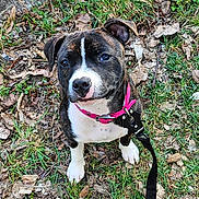 Allya a rejoint le concours — aidez-le/la à gagner de superbes lots ! attentive, brindle, canine, collar, cute, dog, eyes, grass, ground, leash, leaves, looking_up, nose, outdoor, paws, pet, pink_collar, puppy, sitting, white_markings