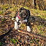Allya a rejoint le concours — aidez-le/la à gagner de superbes lots ! animal, black_and_white, canine, chewing, close_up, collar, daylight, dog, forest, grass, ground, leaves, nature, outdoor, pet, playful, puppy, stick, sunlight, young_dog