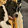 animal, black_and_white, blanket, closeup, comfortable, cozy, cute, domestic_animal, fur, indoors, nap, pet, puppy, relaxed, resting, sleeping, soft_texture, tongue_out, warm, young_dog