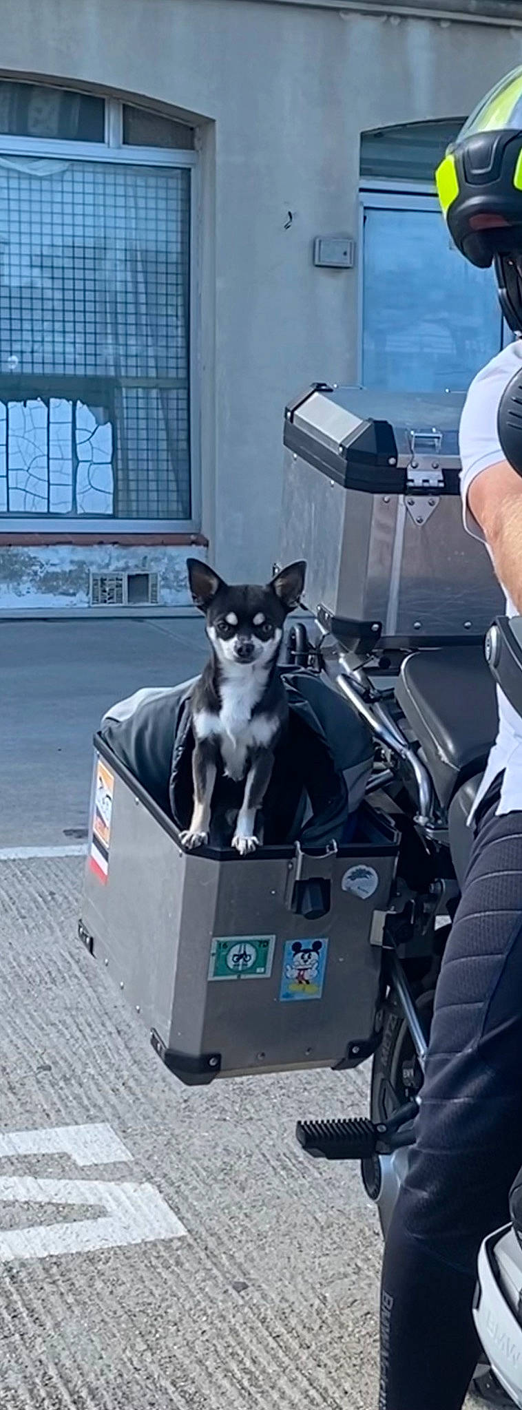 Nano a rejoint le concours — aidez-le/la à gagner de superbes lots ! auto_part, automotive_design, automotive_tire, automotive_wheel_system, camera, canidae, carnivore, collar, companion_dog, dog, dog_breed, dog_supply, felidae, mcnab, motor_vehicle, snout, sporting_group, street, t_shirt, window