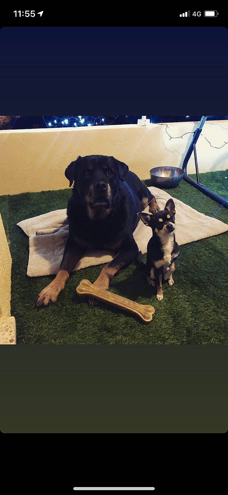 Nano a rejoint le concours — aidez-le/la à gagner de superbes lots ! canidae, carnivore, companion_dog, dog, dog_breed, fawn, flash_photography, fur, grass, guard_dog, metal, non_sporting_group, plant, puppy, sporting_group, tent, tints_and_shades, toy_dog, working_animal, working_dog