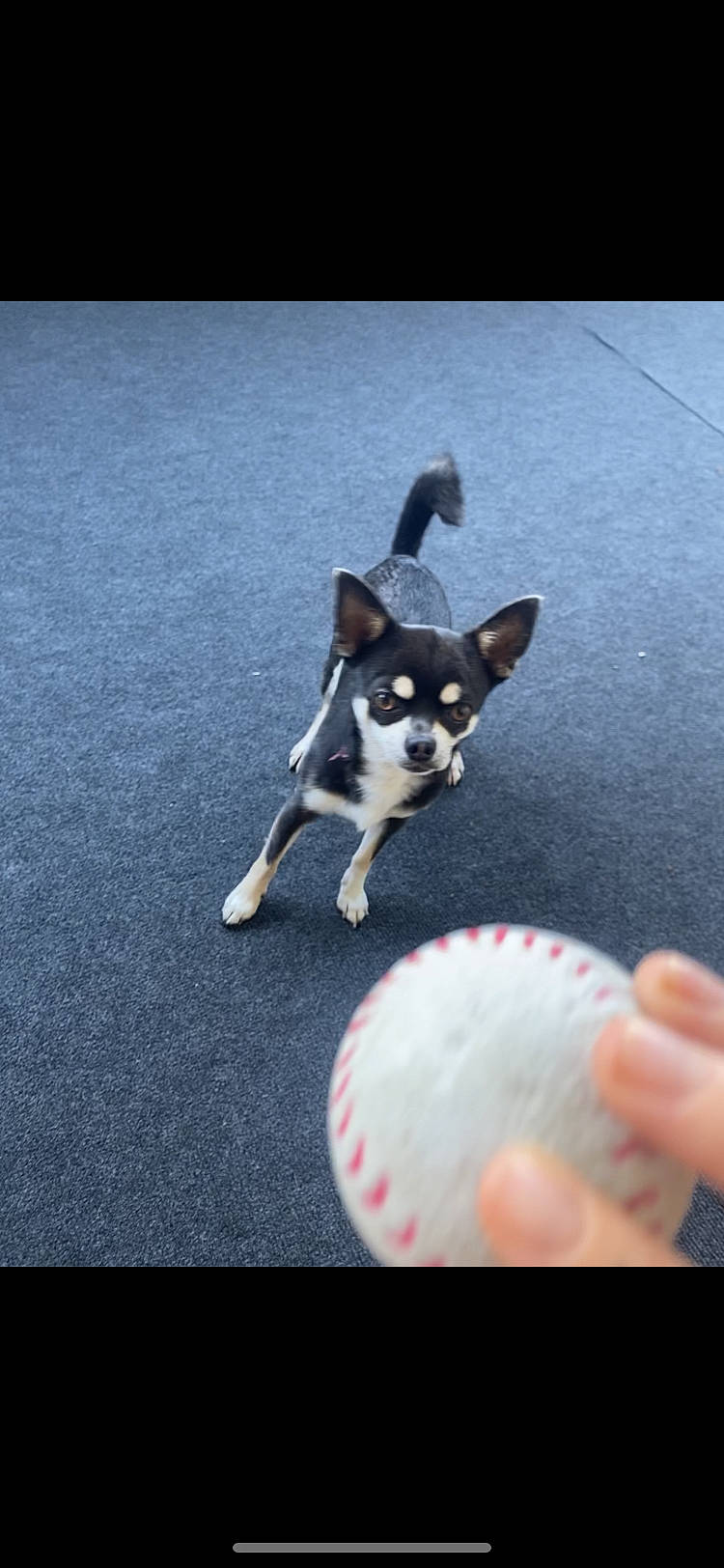 Nano a rejoint le concours — aidez-le/la à gagner de superbes lots ! asphalt, canidae, carmine, carnivore, comfort_food, companion_dog, dog, dog_breed, electric_blue, fur, non_sporting_group, paw, recipe, road_surface, snout, sporting_group, tail, toy_dog