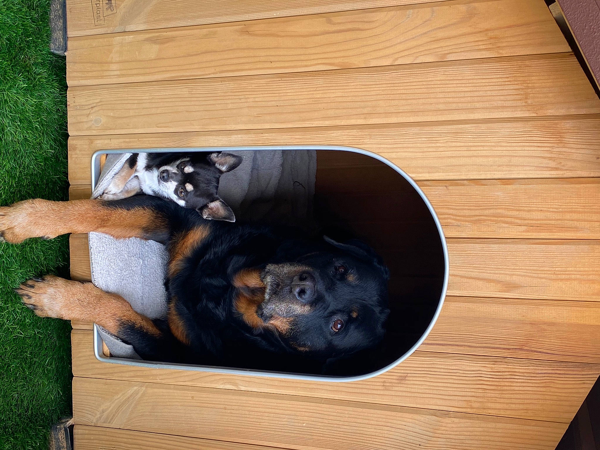 Nano a rejoint le concours — aidez-le/la à gagner de superbes lots ! canidae, carnivore, companion_dog, dog, dog_breed, dog_supply, fawn, flooring, grass, guard_dog, hardwood, pet_supply, plank, plywood, rectangle, sporting_group, tail, varnish, wood, wood_stain