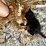 Omaley a rejoint le concours — aidez-le/la à gagner de superbes lots ! kitten, cat, orange_cat, black_cat, bedspread, floral_pattern, paw, playful, pet, animal, feline, cute, indoor, leg, resting, young, fur, whiskers, home, sleepy
