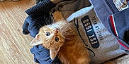 Omaley participe au concours pour gagner de l'argent avec cette photo : orange_kitten, black_cat, clothes, drawer, wooden_floor, footwear, indoor, curious, pets, cat, feline, cozy, casual, candid, whiskers, wide_eyes, playful, peeking, relaxed, domestic