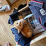 orange_kitten, black_cat, clothes, drawer, wooden_floor, footwear, indoor, curious, pets, cat, feline, cozy, casual, candid, whiskers, wide_eyes, playful, peeking, relaxed, domestic