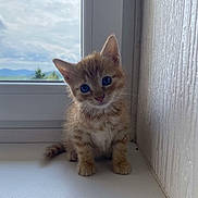 Omaley participe au concours pour gagner de l'argent avec cette photo : kitten, cat, orange_tabby, blue_eyes, windowsill, window, curious, pet, animal, feline, small, cute, indoor, young, fluffy, portrait, whiskers, ears, tail, soft_light