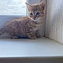 Omaley participe au concours pour gagner de l'argent avec cette photo : kitten, cat, tabby, blue_eyes, windowsill, window, indoor, curious, small_animal, feline, pet, young, striped, whiskers, cute, animal, domestic_cat, fur, standing, explorer