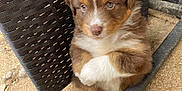 Athena a rejoint le concours — aidez-le/la à gagner de superbes lots ! puppy, dog, brown, white, outdoor, woven_chair, floor, cute, pet, young, fur, animal, sitting, small, adorable, looking, soft, curious, legs, closeup