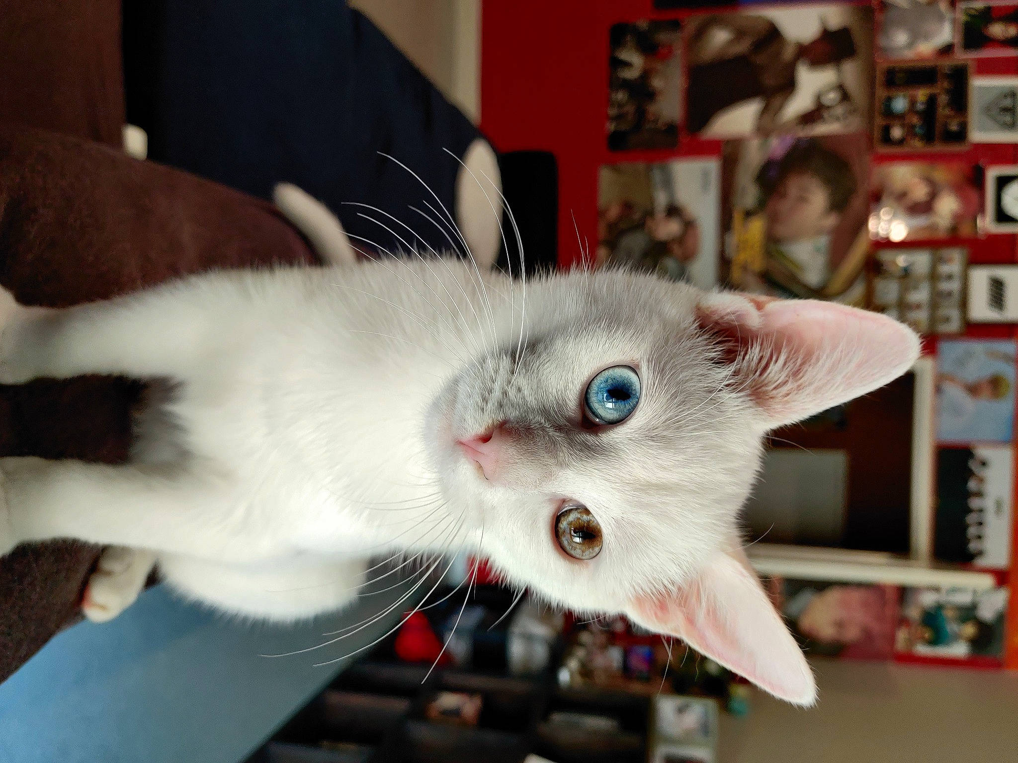 Gummy a rejoint le concours — aidez-le/la à gagner de superbes lots ! carnivore, cat, claw, collar, domestic_short_haired_cat, ear, fang, fawn, felidae, fur, paw, photo_caption, picture_frame, small_to_medium_sized_cats, snout, tail, thai, whiskers